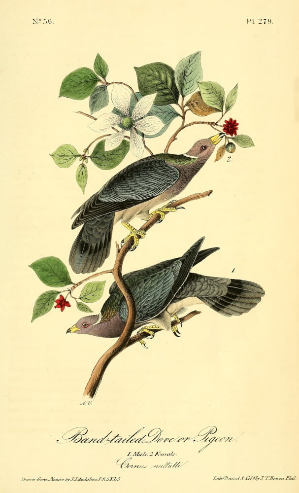 Birds of America 1844 Band-tailed Dove Canvas Art - JJ Audubon (18 x 24)