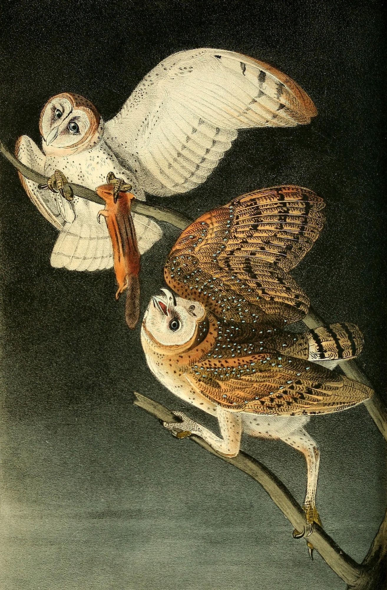 Birds of America 1844 Barn Owl Canvas Art - JJ Audubon (24 x 36)
