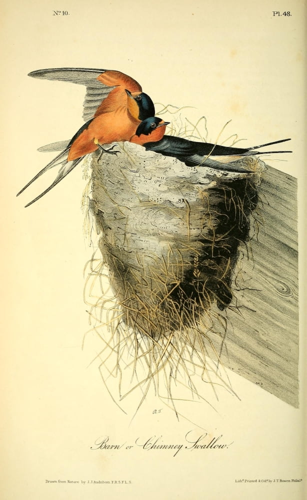 Birds of America 1844 Barn or Chimney Swallow Canvas Art - JJ Audubon (24 x 36)