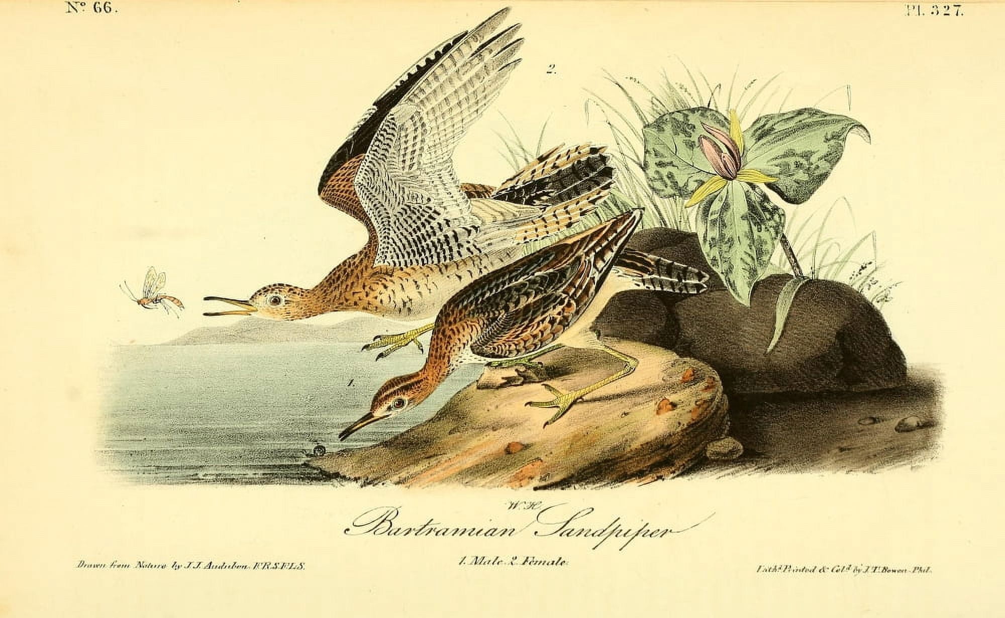 Birds of America 1844 Bartramian Sandpiper Canvas Art - JJ Audubon (24 x 36)