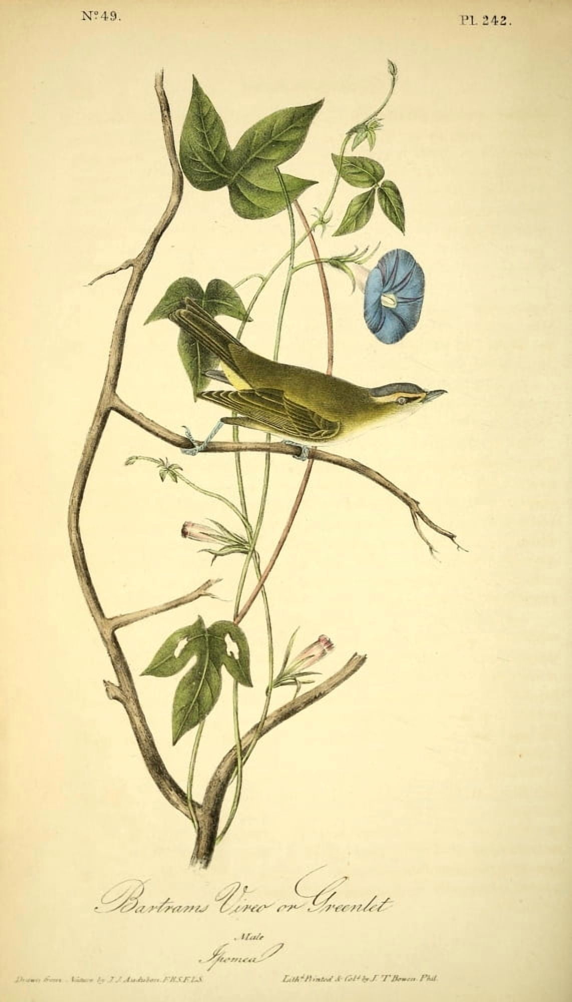 Birds of America 1844 Bartrams Vireo Canvas Art - JJ Audubon (18 x 24)
