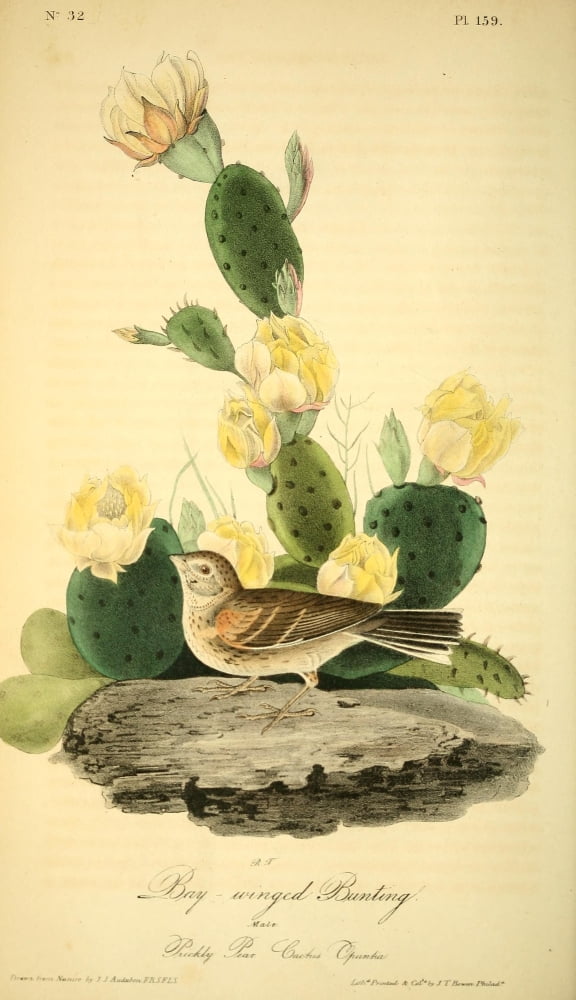 Birds of America 1844 Bay-winged Bunting Canvas Art - JJ Audubon (18 x 24)