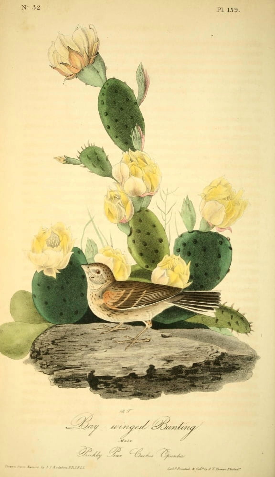 Birds of America 1844 Bay-winged Bunting Canvas Art - JJ Audubon (24 x 36)