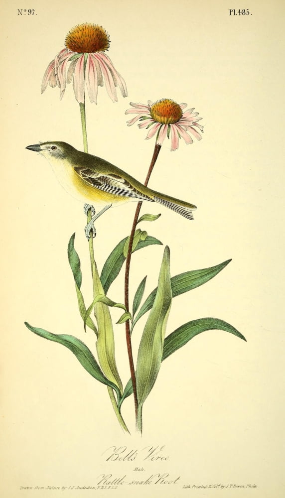 Birds of America 1844 Bells Vireo Canvas Art - JJ Audubon (18 x 24)