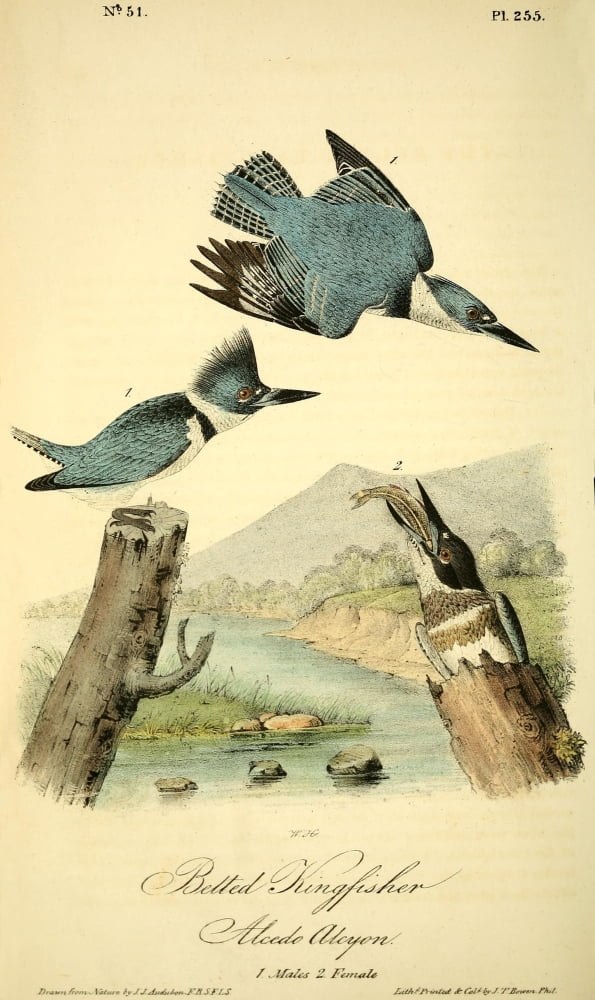 Birds of America 1844 Belted Kingfisher Canvas Art - JJ Audubon (18 x 24)