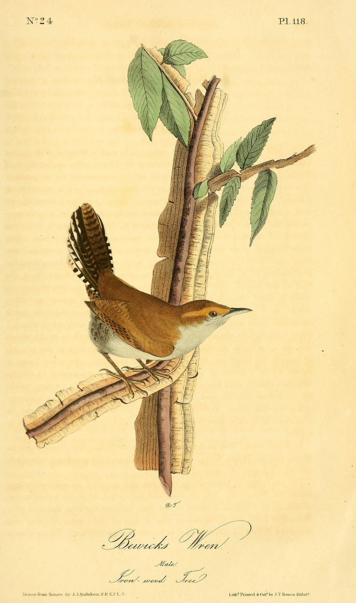 Birds of America 1844 Bewicks Wren Canvas Art - JJ Audubon (18 x 24)