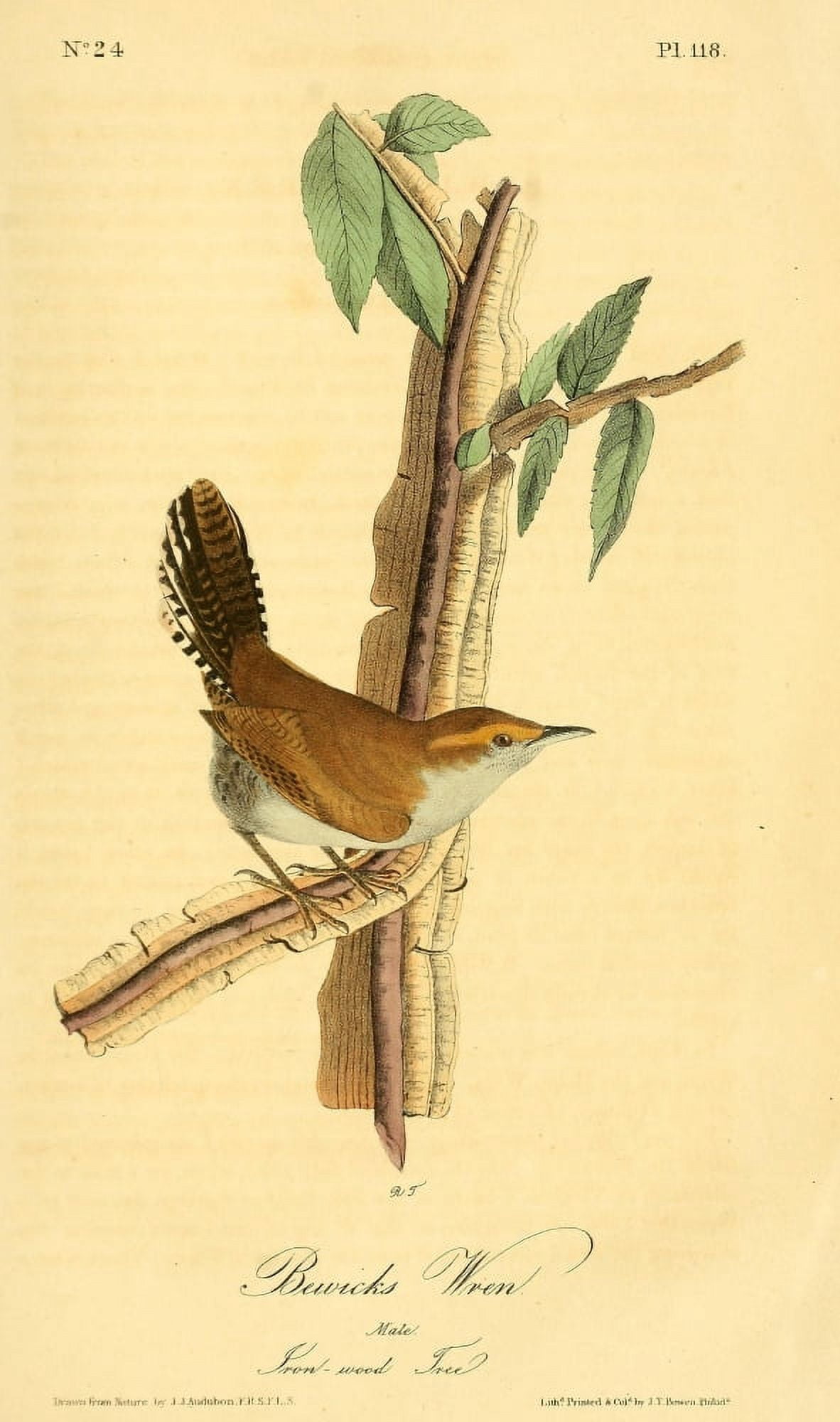 Birds of America 1844 Bewicks Wren Canvas Art - JJ Audubon (24 x 36)