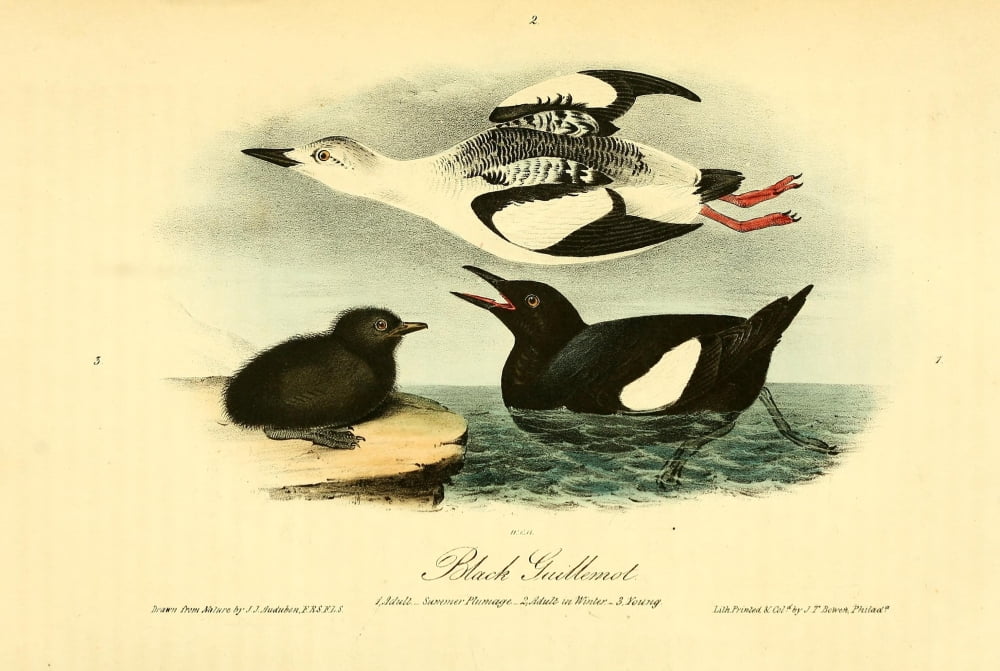 Birds of America 1844 Black Guillemot Canvas Art - JJ Audubon (24 x 36)