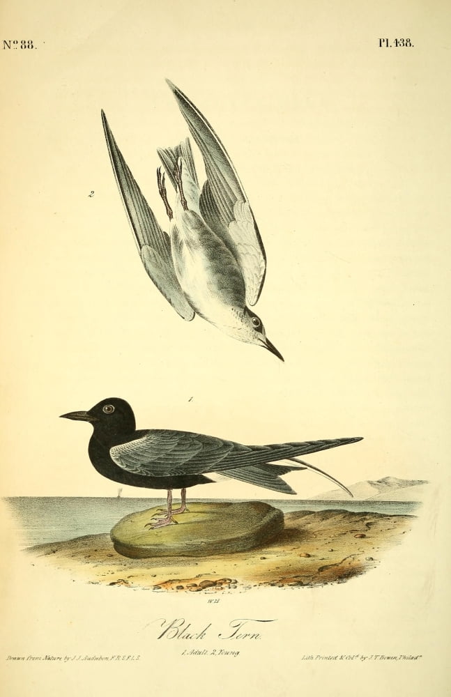Birds of America 1844 Black Tern Canvas Art - JJ Audubon (18 x 24)