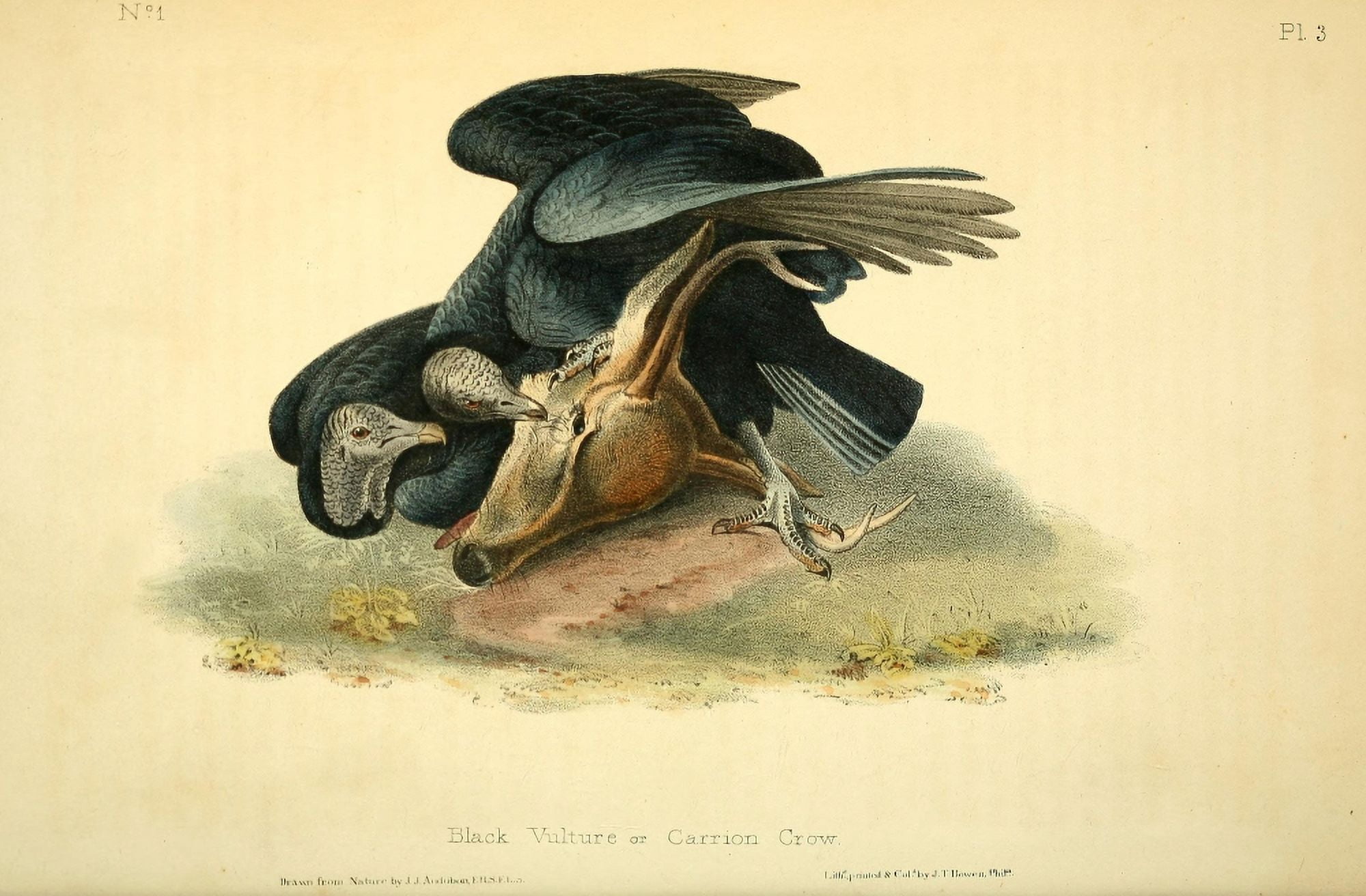 Birds of America 1844 Black Vulture Canvas Art - JJ Audubon (18 x 24)