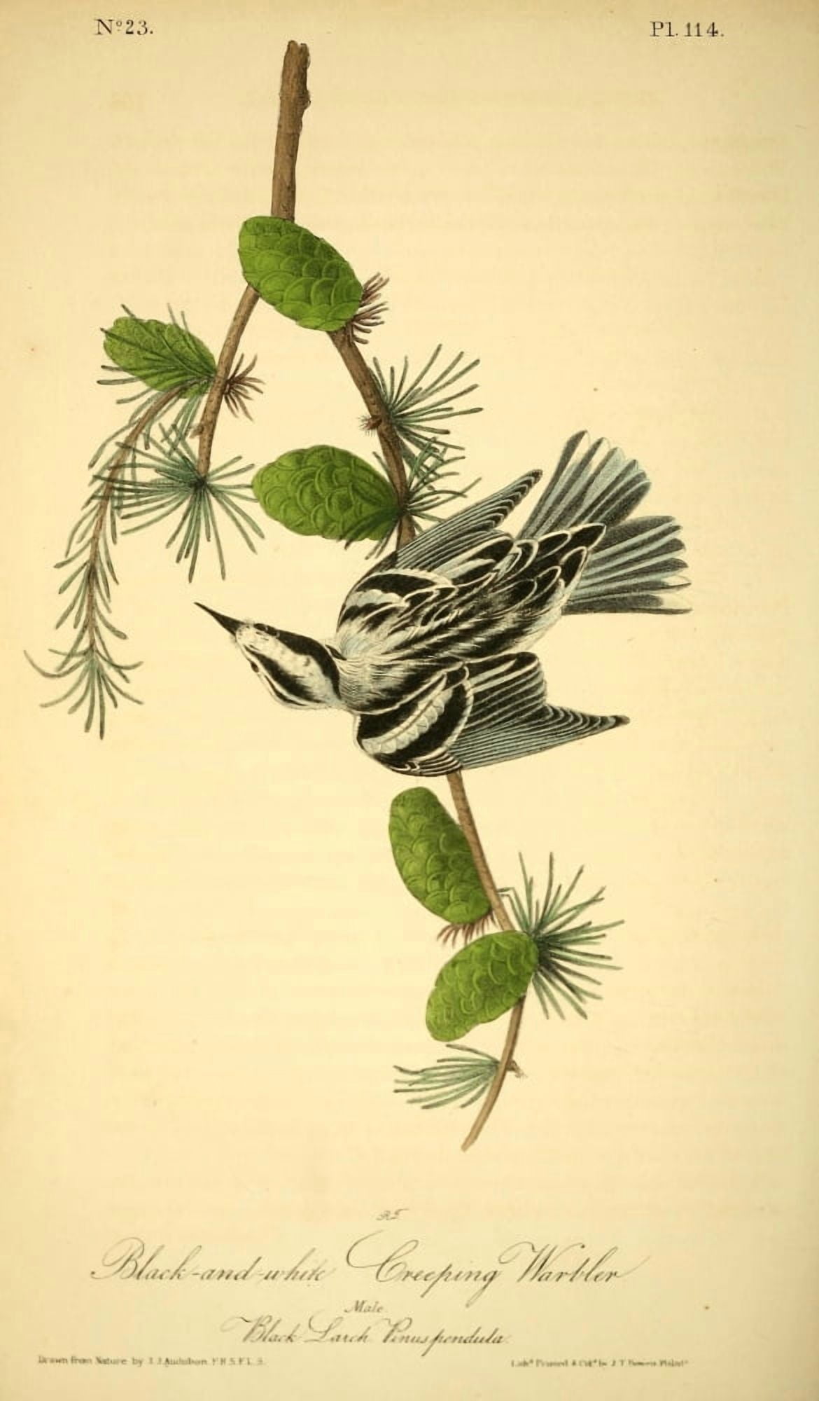 Birds of America 1844 Black & White Creeping Warbler Canvas Art - JJ Audubon (18 x 24)