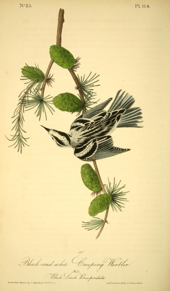 Birds of America 1844 Black & White Creeping Warbler Canvas Art - JJ Audubon (24 x 36)