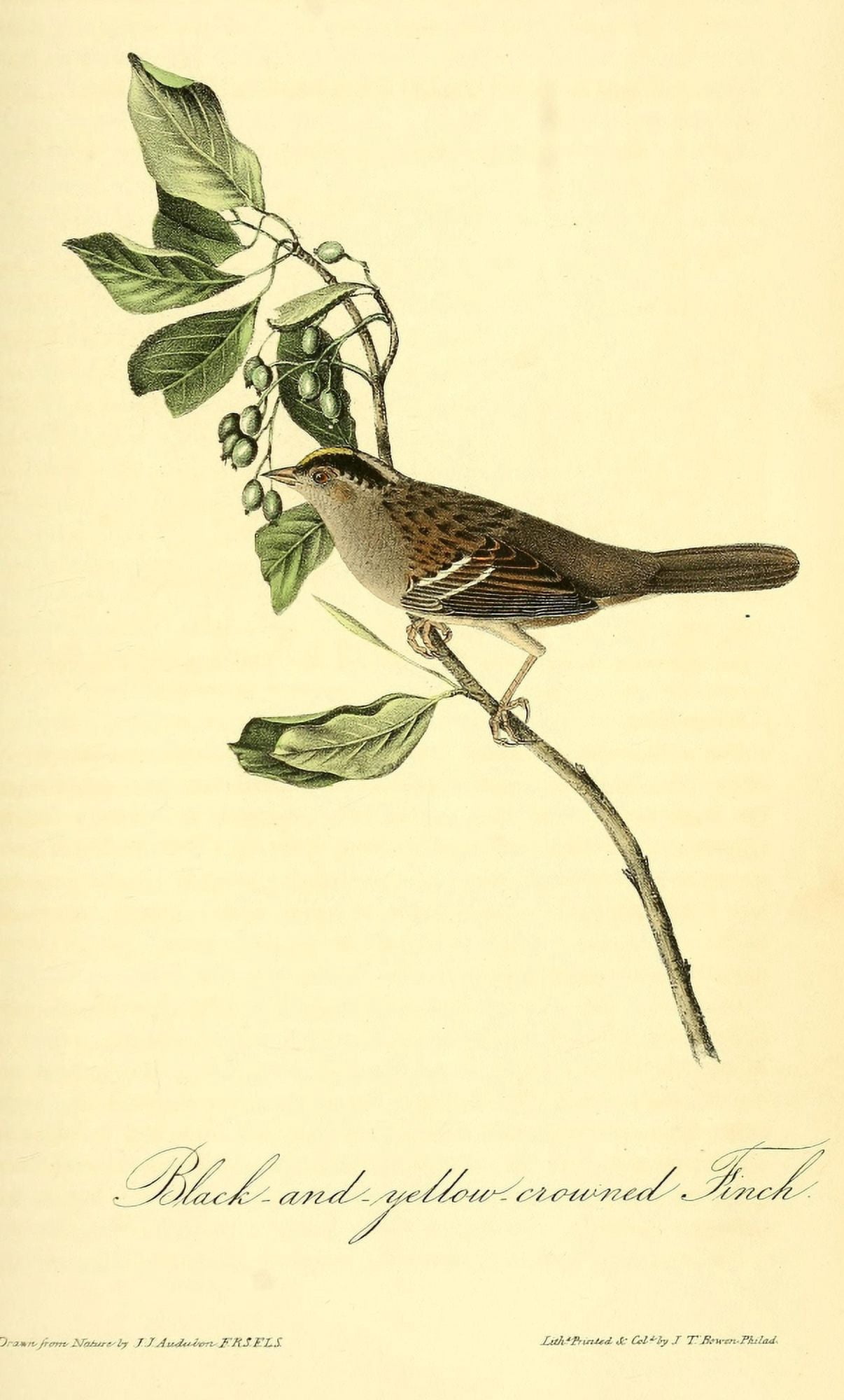 Birds of America 1844 Black & Yellow-crowned Finch Canvas Art - JJ Audubon (24 x 36)