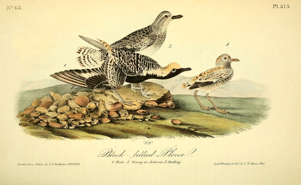 Birds of America 1844 Black-bellied Plover Canvas Art - JJ Audubon (18 x 24)