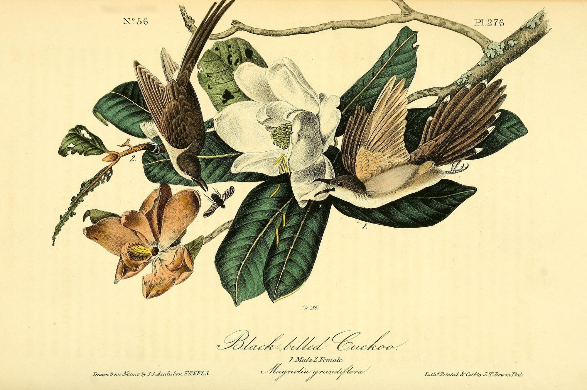 Birds of America 1844 Black-billed Cuckoo Canvas Art - JJ Audubon (18 x 24)