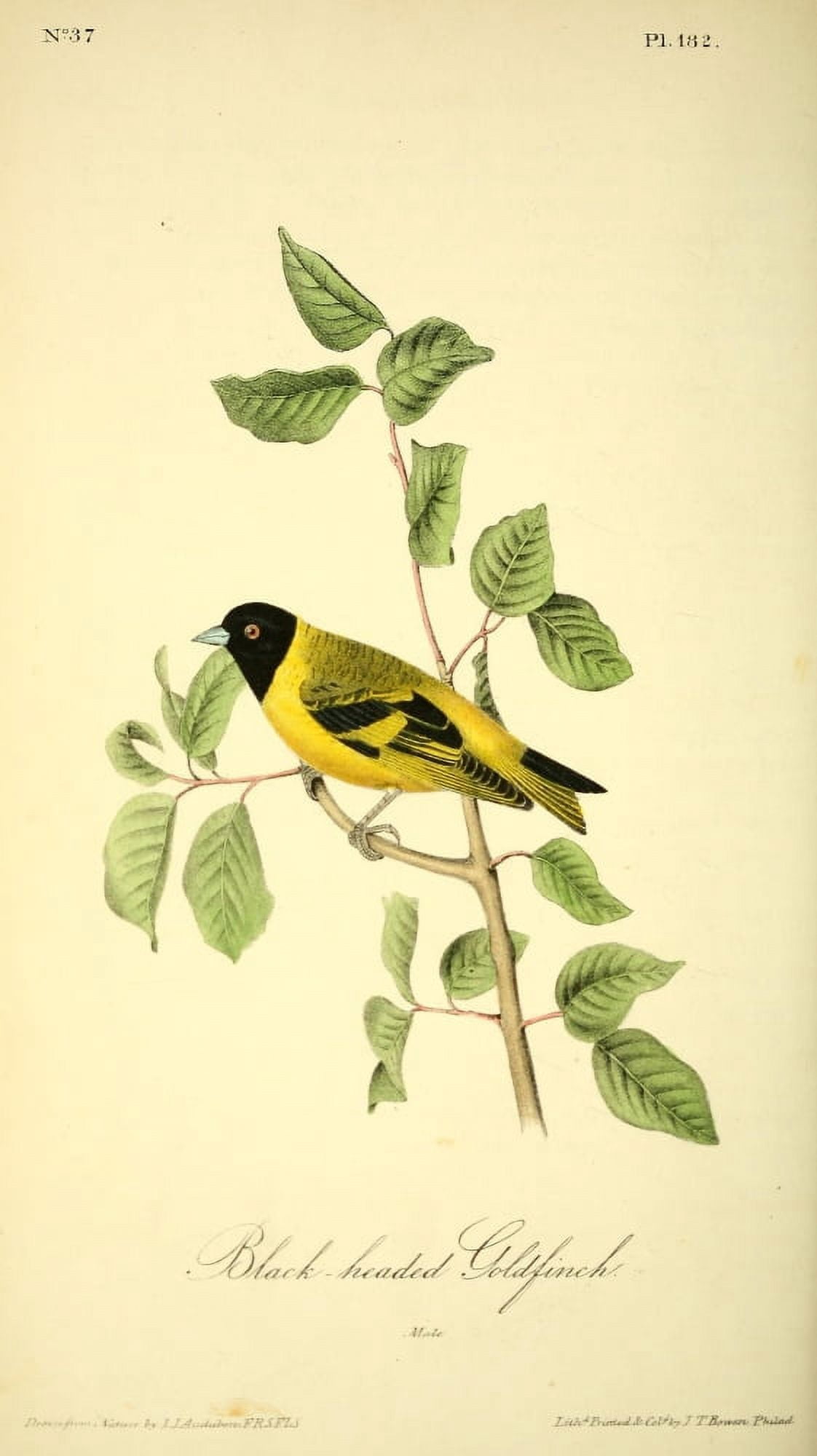 Birds of America 1844 Black-headed Goldfinch Canvas Art - JJ Audubon (24 x 36)
