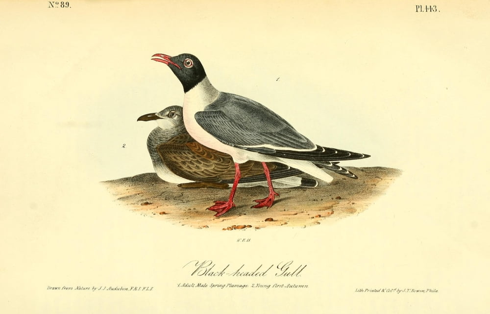 Birds of America 1844 Black-headed Gull Canvas Art - JJ Audubon (18 x 24)