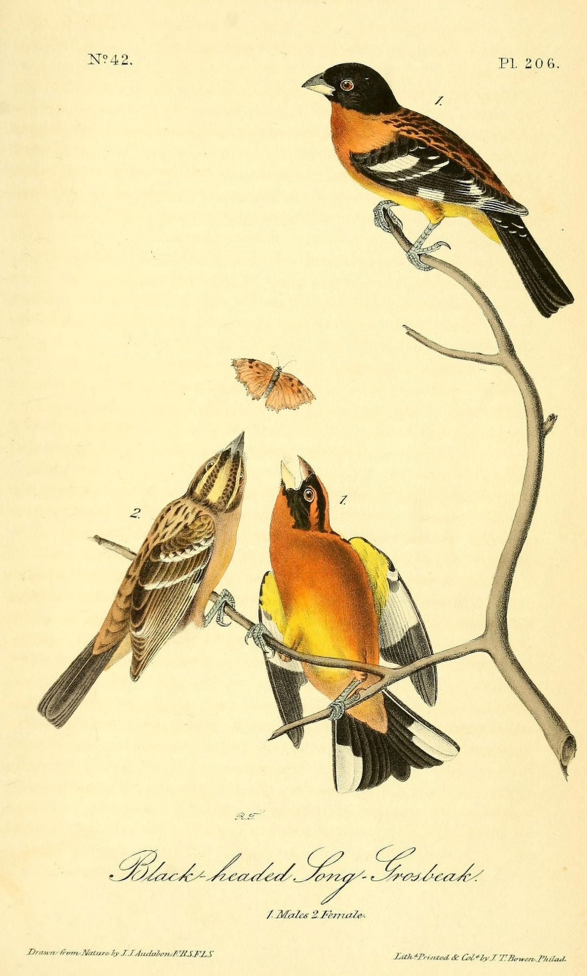 Birds of America 1844 Black-headed Song Grosbeak Canvas Art - JJ Audubon (24 x 36)