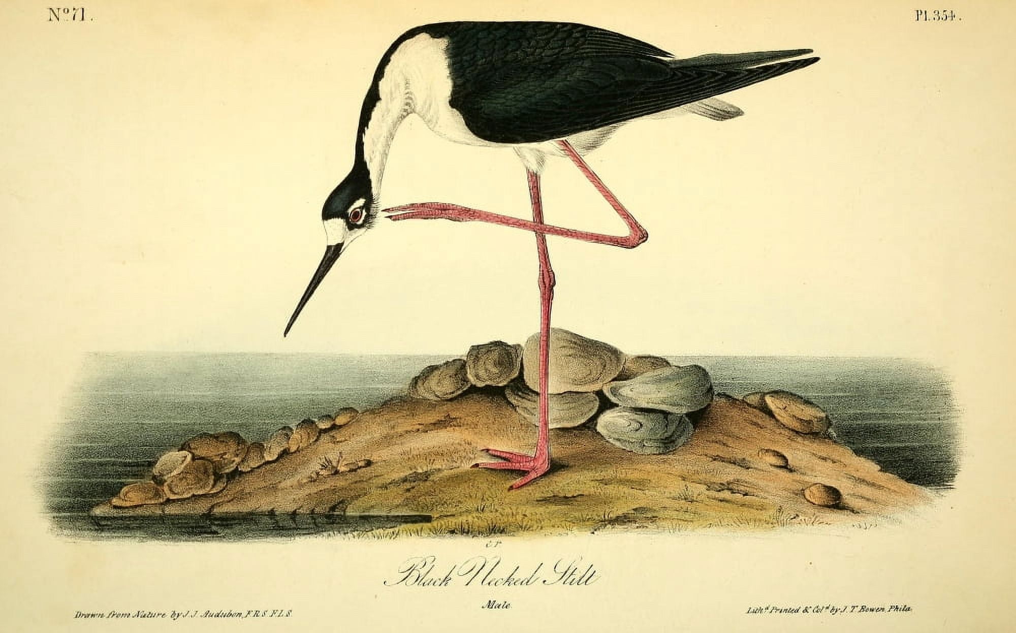 Birds of America 1844 Black-necked Stilt Canvas Art - JJ Audubon (24 x 36)