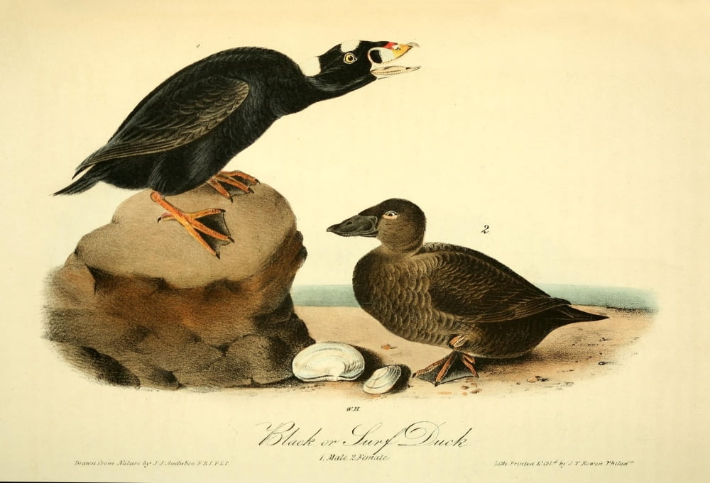 Birds of America 1844 Black or Surf Duck Canvas Art - JJ Audubon (24 x 36)