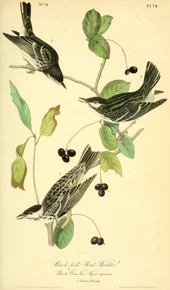 Birds of America 1844 Black-poll Wood Warbler Canvas Art - JJ Audubon (24 x 36)