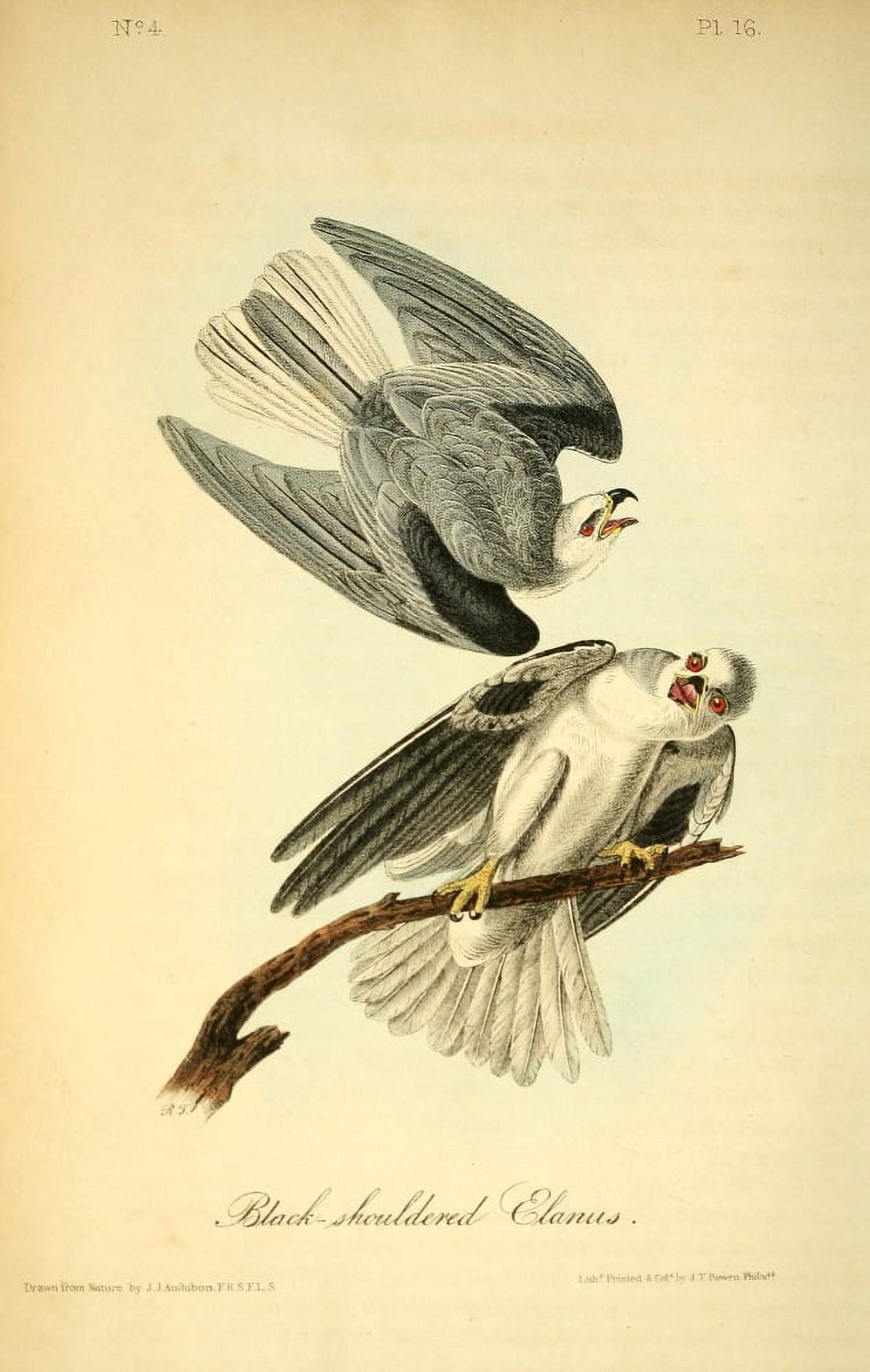 Birds of America 1844 Black-shouldered Elanus Canvas Art - JJ Audubon (18 x 24)