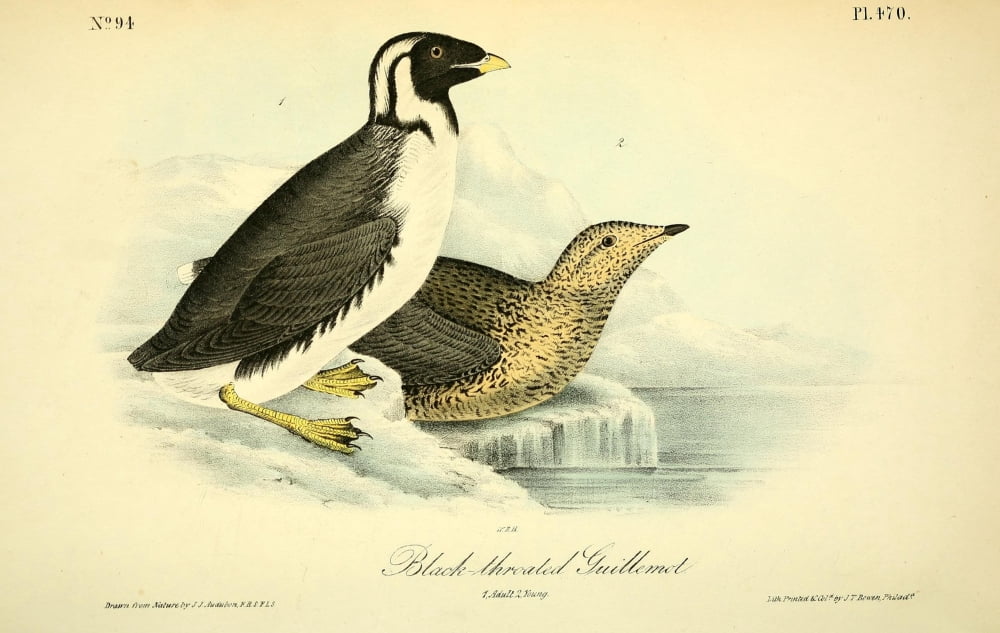 Birds of America 1844 Black-throated Guillemot Canvas Art - JJ Audubon (24 x 36)