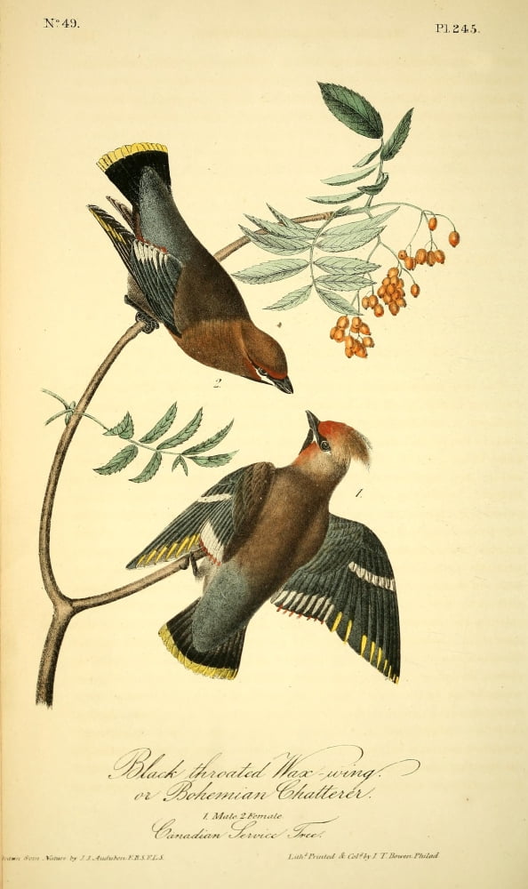 Birds of America 1844 Black-throated Waxwing Canvas Art - JJ Audubon (18 x 24)
