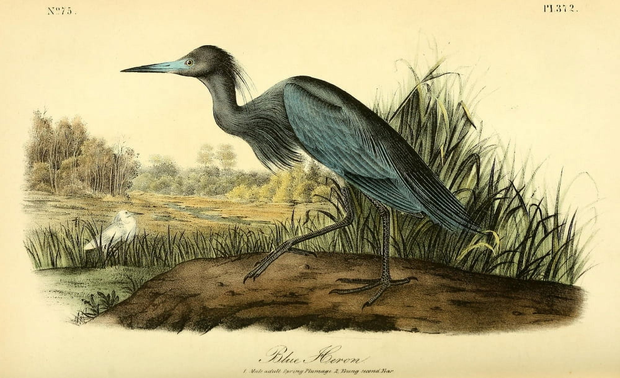 Birds of America 1844 Blue Heron Canvas Art - JJ Audubon (18 x 24)