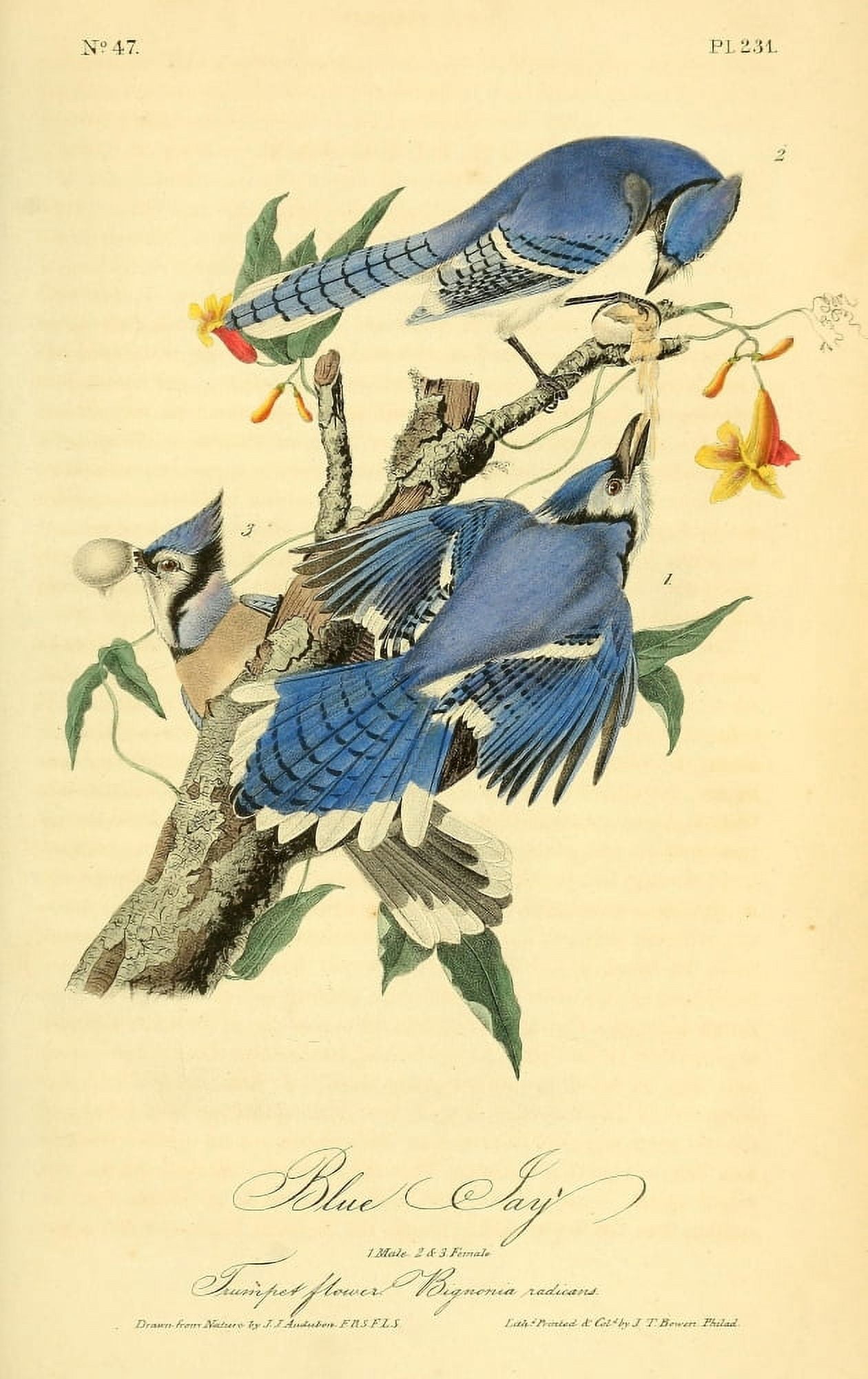 Birds of America 1844 Blue Jay Canvas Art - JJ Audubon (24 x 36)