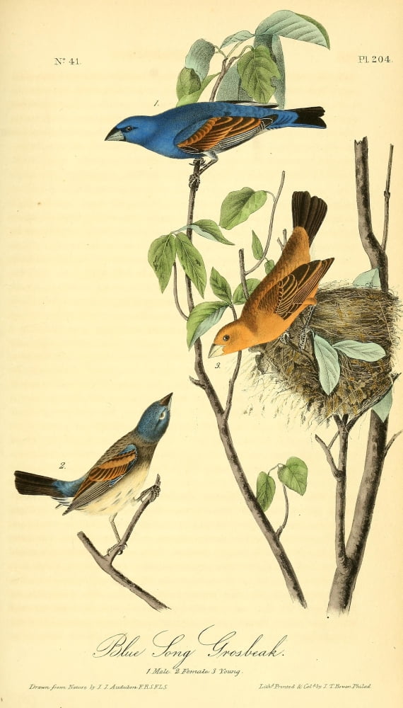 Birds of America 1844 Blue Song Grosbeak Canvas Art - JJ Audubon (18 x 24)