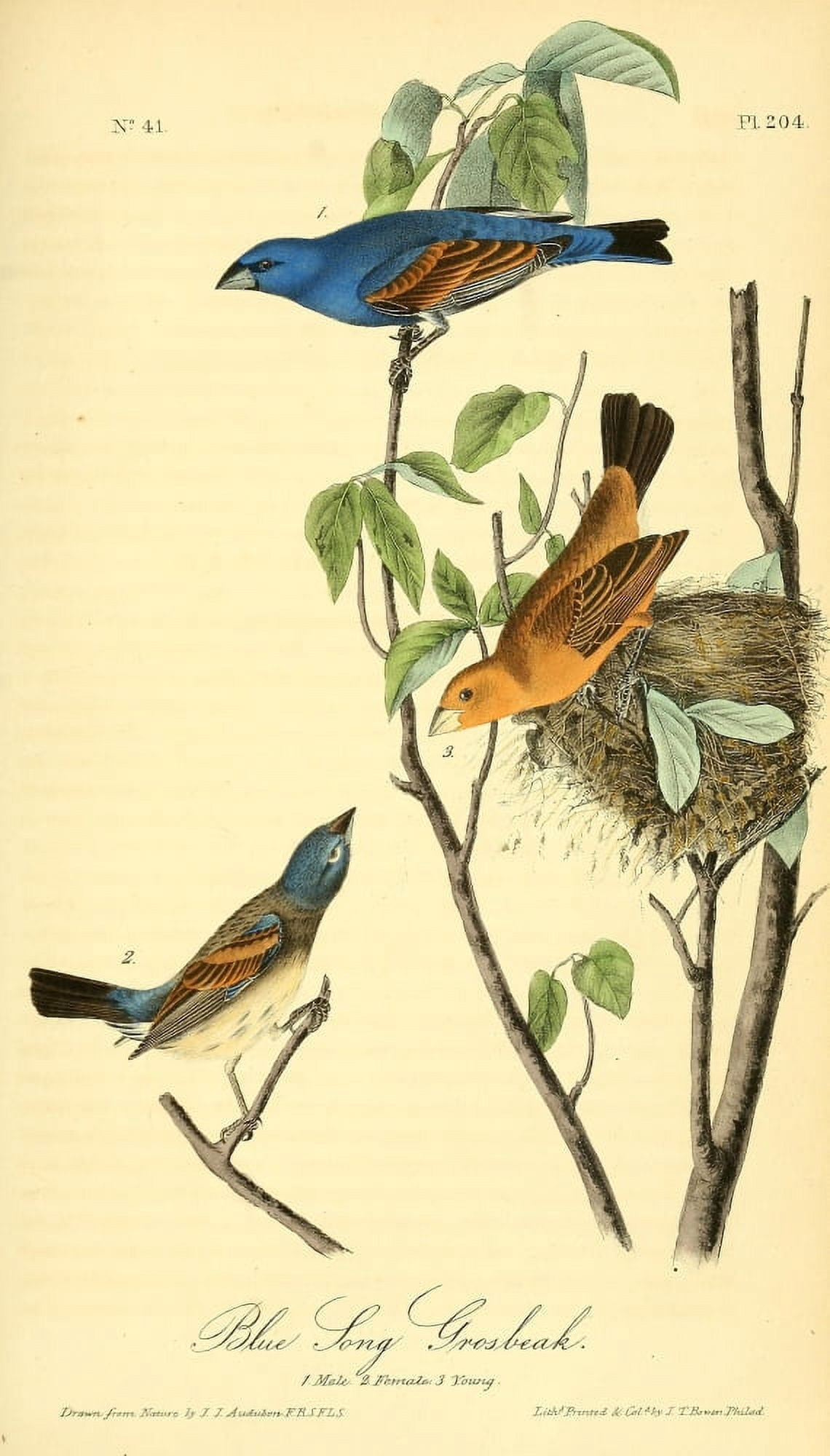 Birds of America 1844 Blue Song Grosbeak Canvas Art - JJ Audubon (24 x 36)
