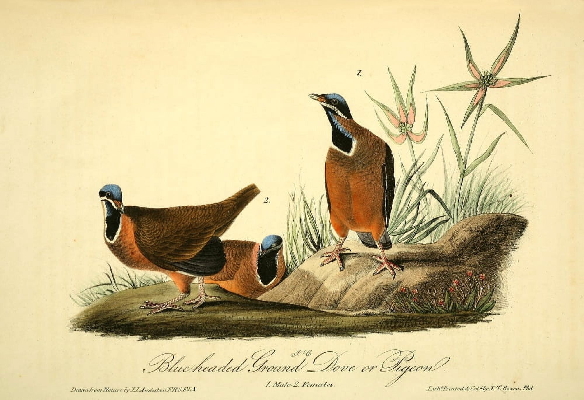 Birds of America 1844 Blue-headed Ground Dove Canvas Art - JJ Audubon (18 x 24)