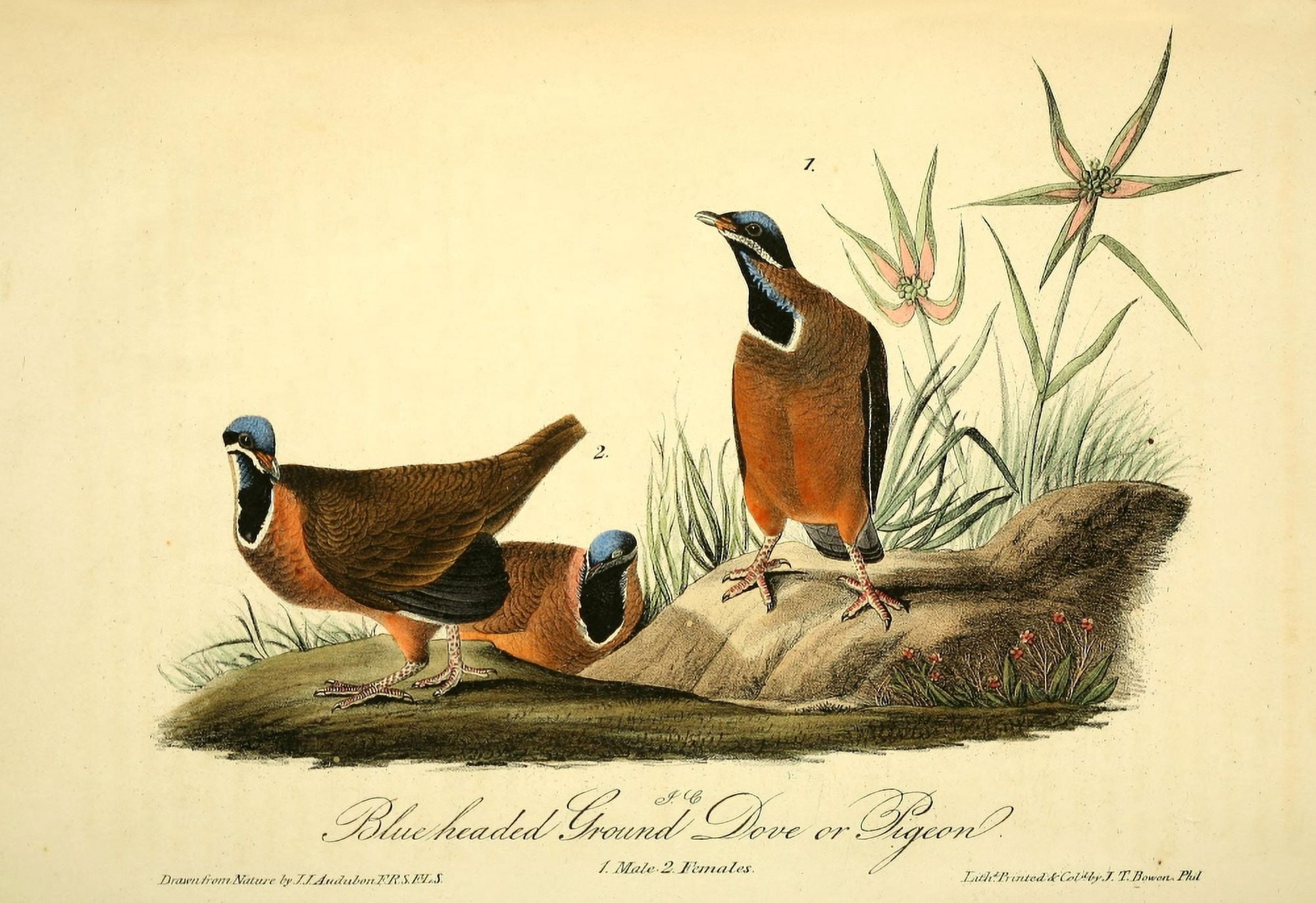Birds of America 1844 Blue-headed Ground Dove Canvas Art - JJ Audubon (24 x 36)