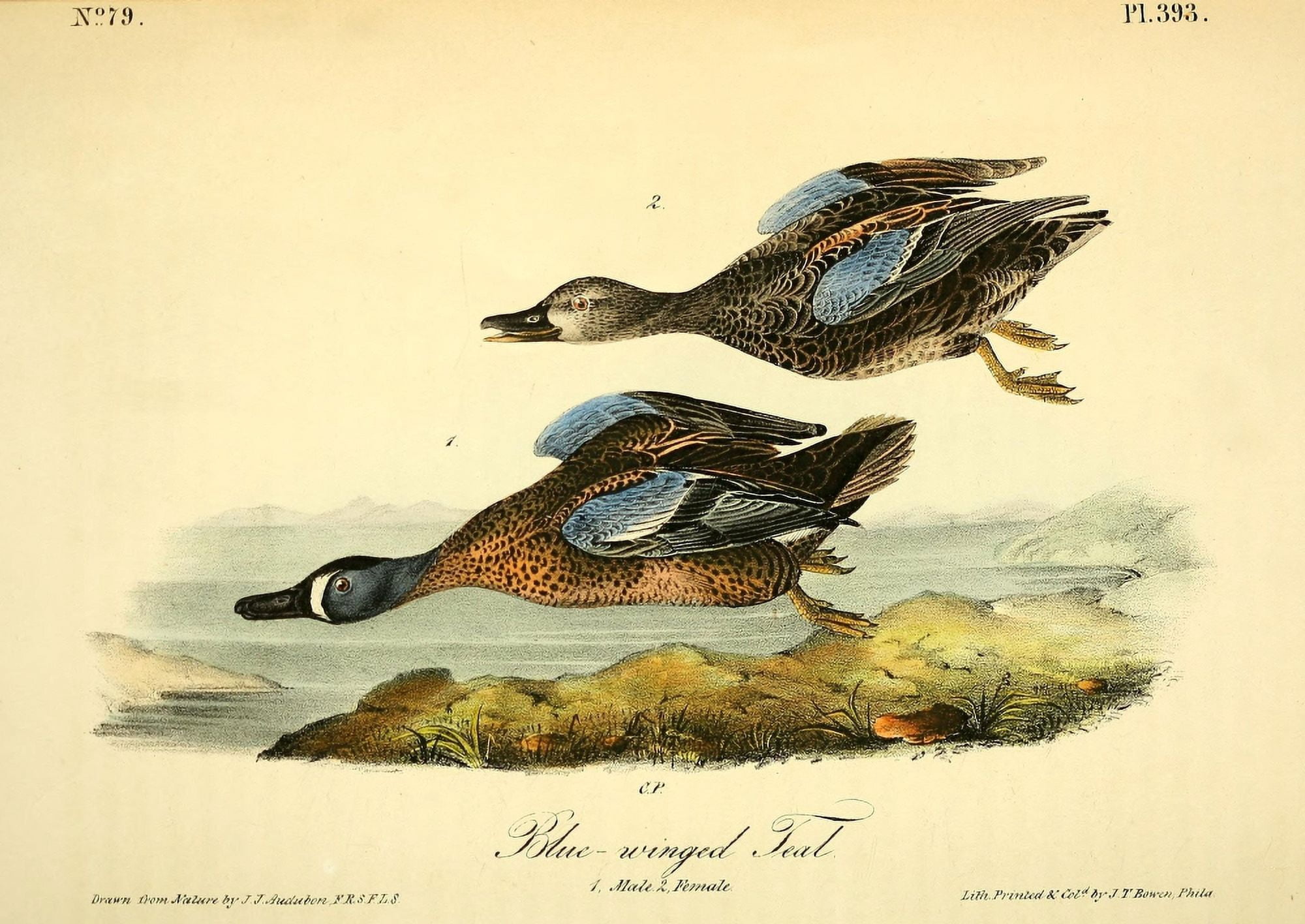 Birds of America 1844 Blue-winged Teal Canvas Art - JJ Audubon (18 x 24)