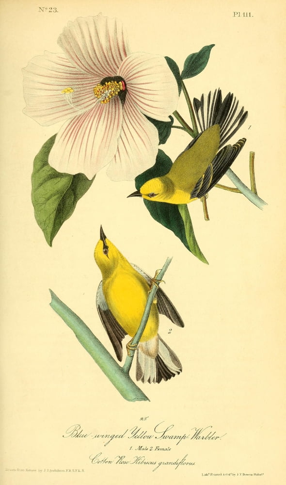 Birds of America 1844 Blue-winged Yellow Swamp Warbler Canvas Art - JJ Audubon (18 x 24)