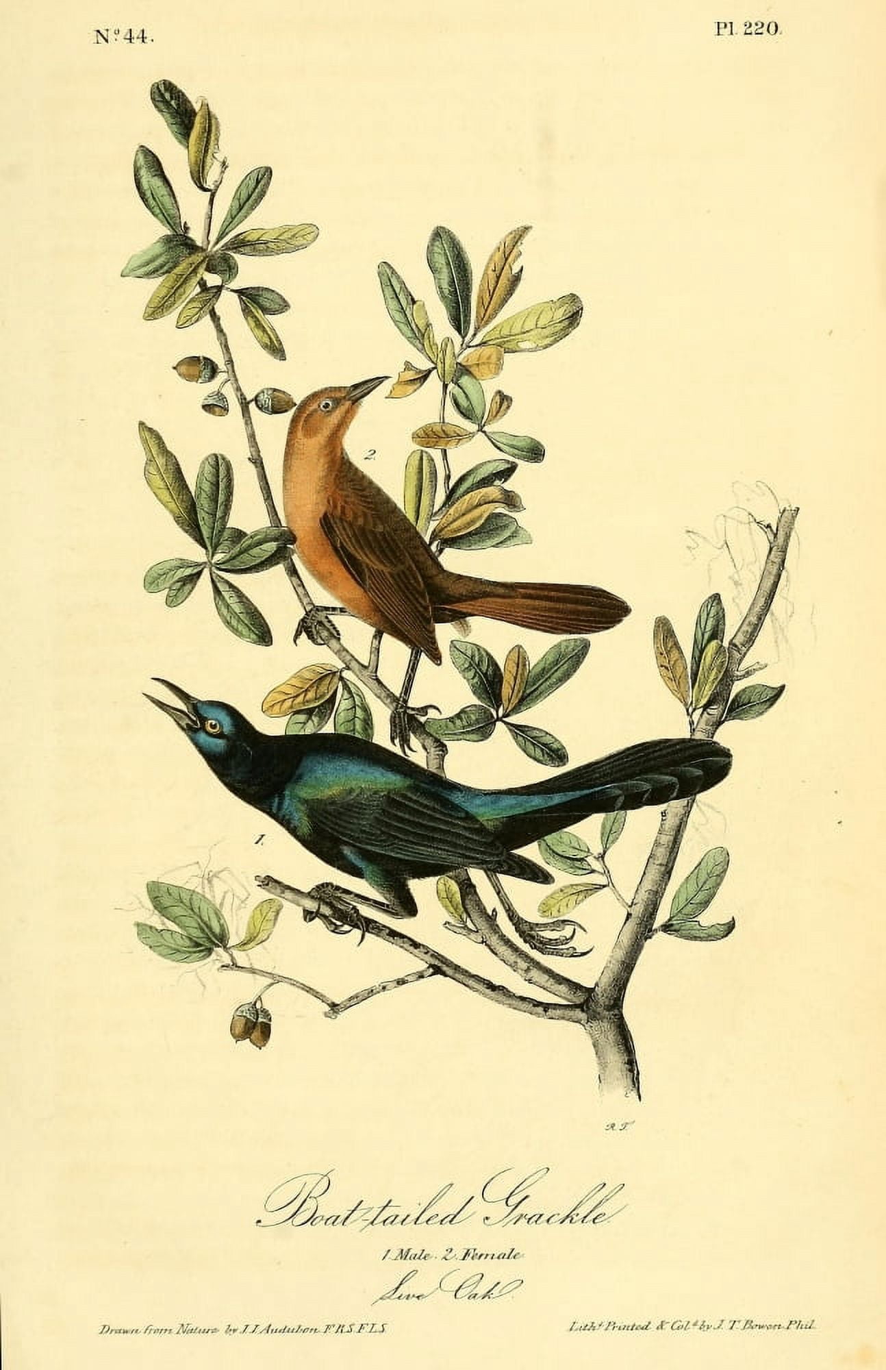 Birds of America 1844 Boat-tailed Grackle Canvas Art - JJ Audubon (24 x 36)