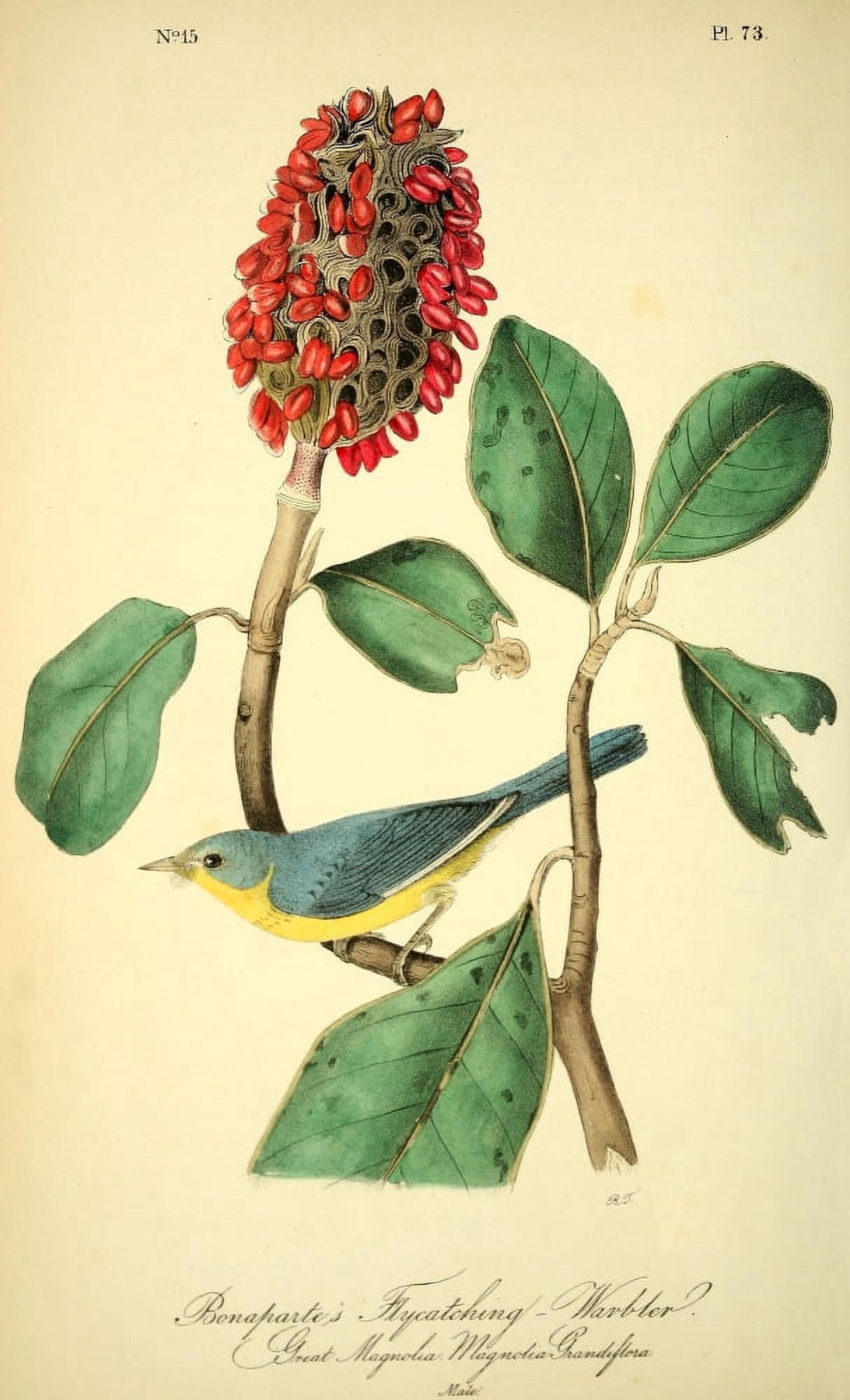 Birds of America 1844 Bonapartes Flycatching Warbler Canvas Art - JJ Audubon (18 x 24)