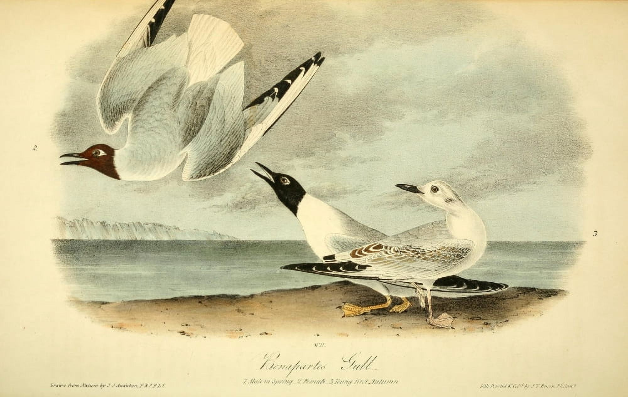 Birds of America 1844 Bonapartes Gull Canvas Art - JJ Audubon (18 x 24)
