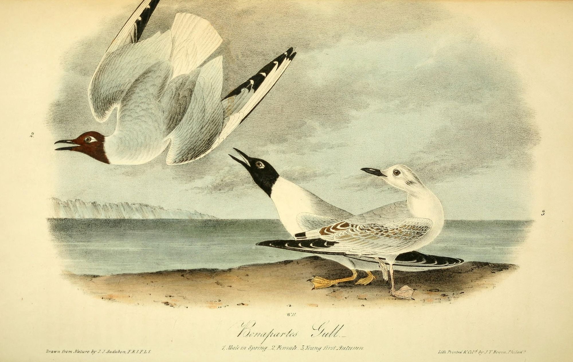 Birds of America 1844 Bonapartes Gull Canvas Art - JJ Audubon (24 x 36)
