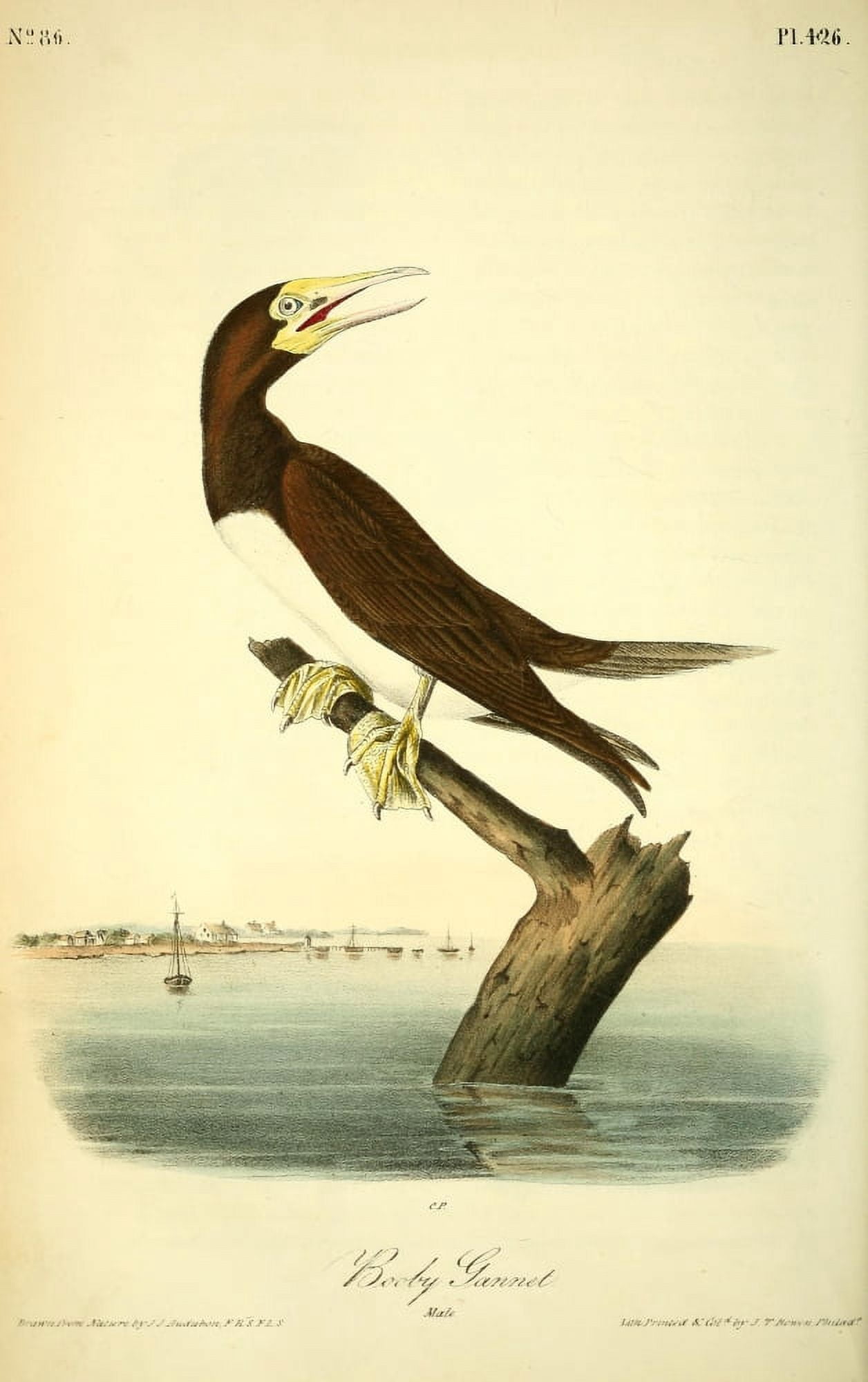 Birds of America 1844 Booby Gannet Canvas Art - JJ Audubon (18 x 24)