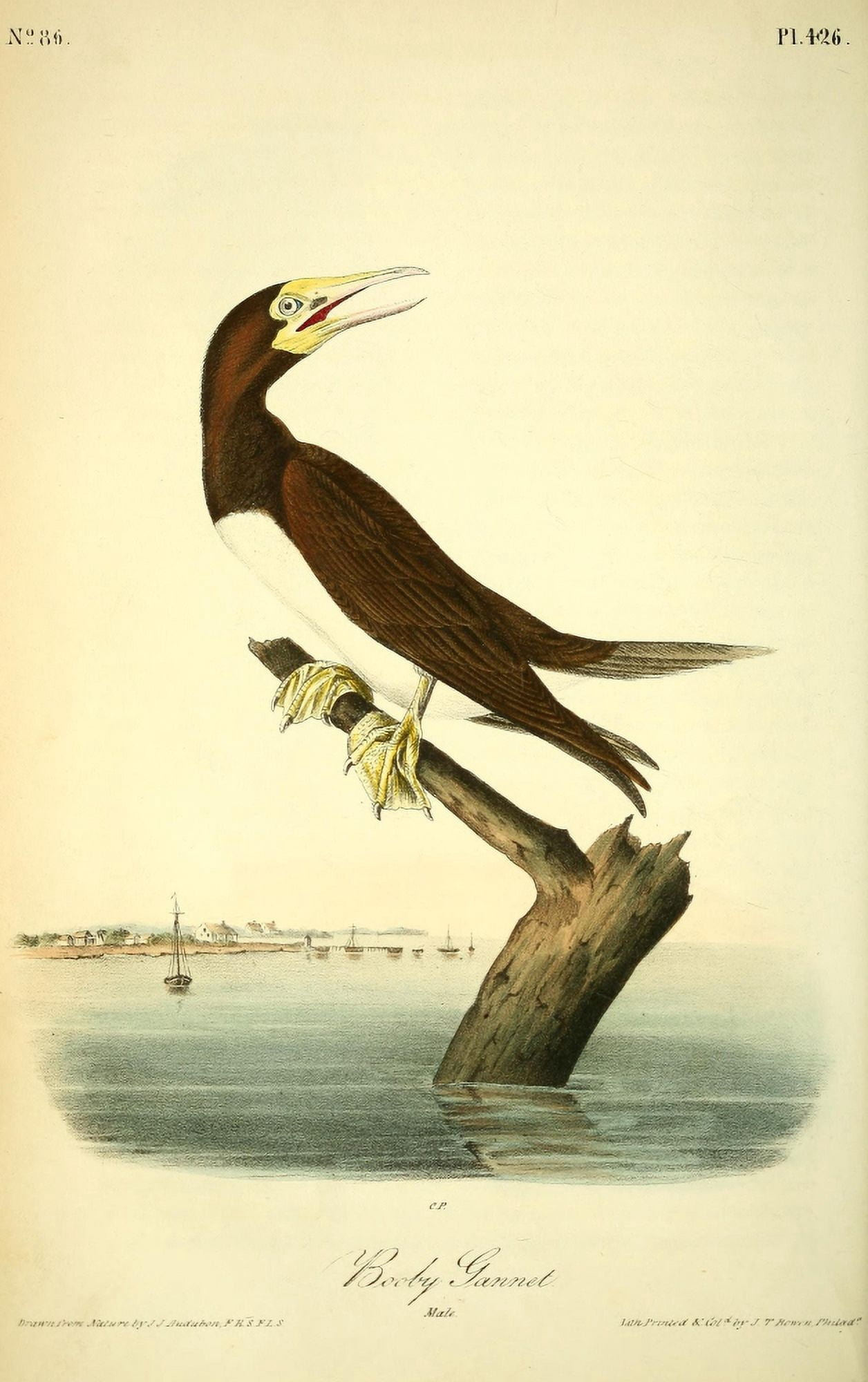 Birds of America 1844 Booby Gannet Canvas Art - JJ Audubon (24 x 36)