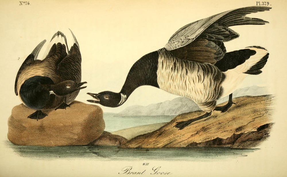 Birds of America 1844 Brent Goose Canvas Art - JJ Audubon (18 x 24)