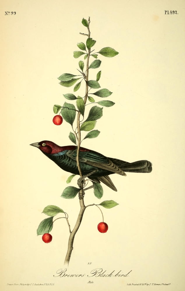 Birds of America 1844 Brewers Blackbird Canvas Art - JJ Audubon (18 x 24)