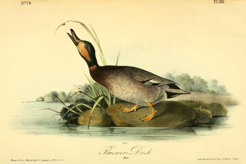 Birds of America 1844 Brewers Duck Canvas Art - JJ Audubon (24 x 36)