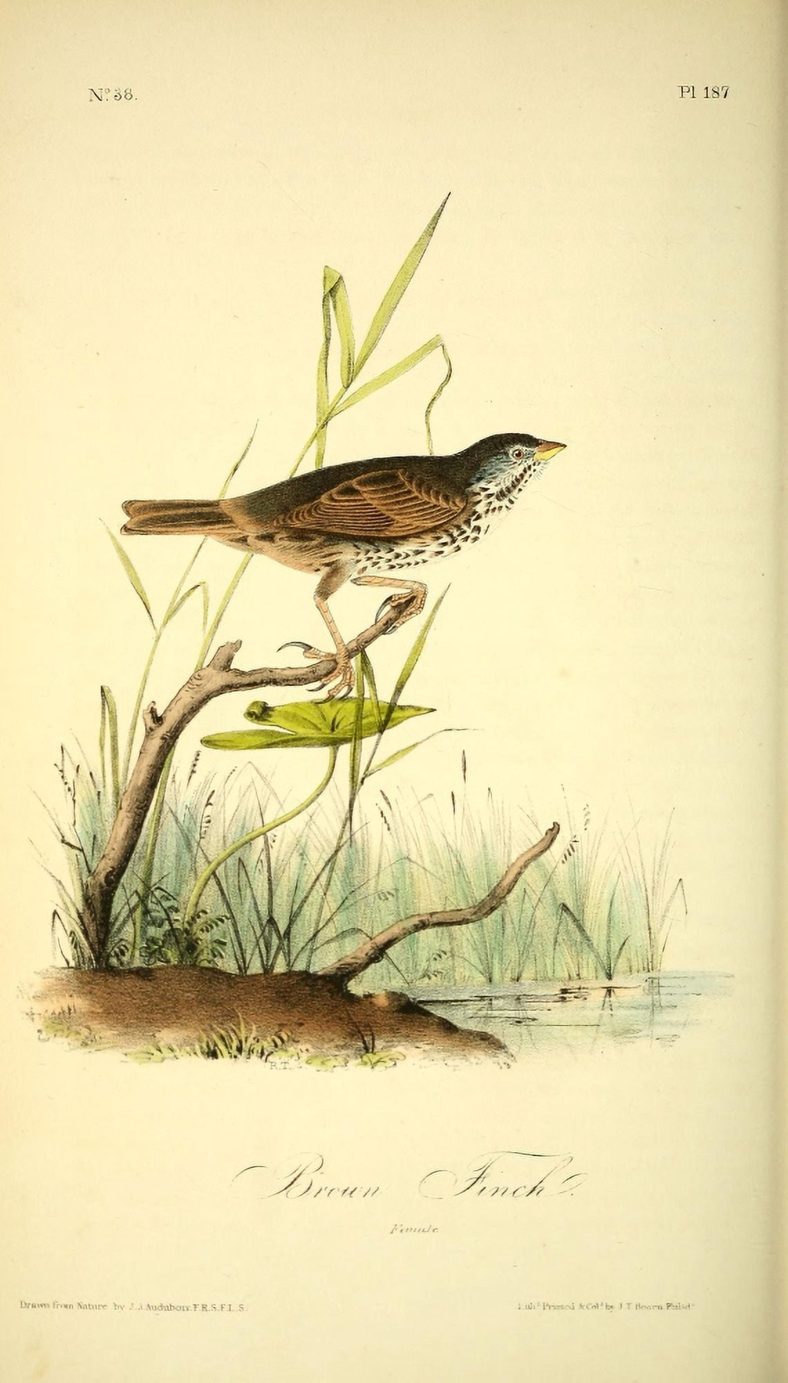 Birds of America 1844 Brown Finch Canvas Art - JJ Audubon (18 x 24)