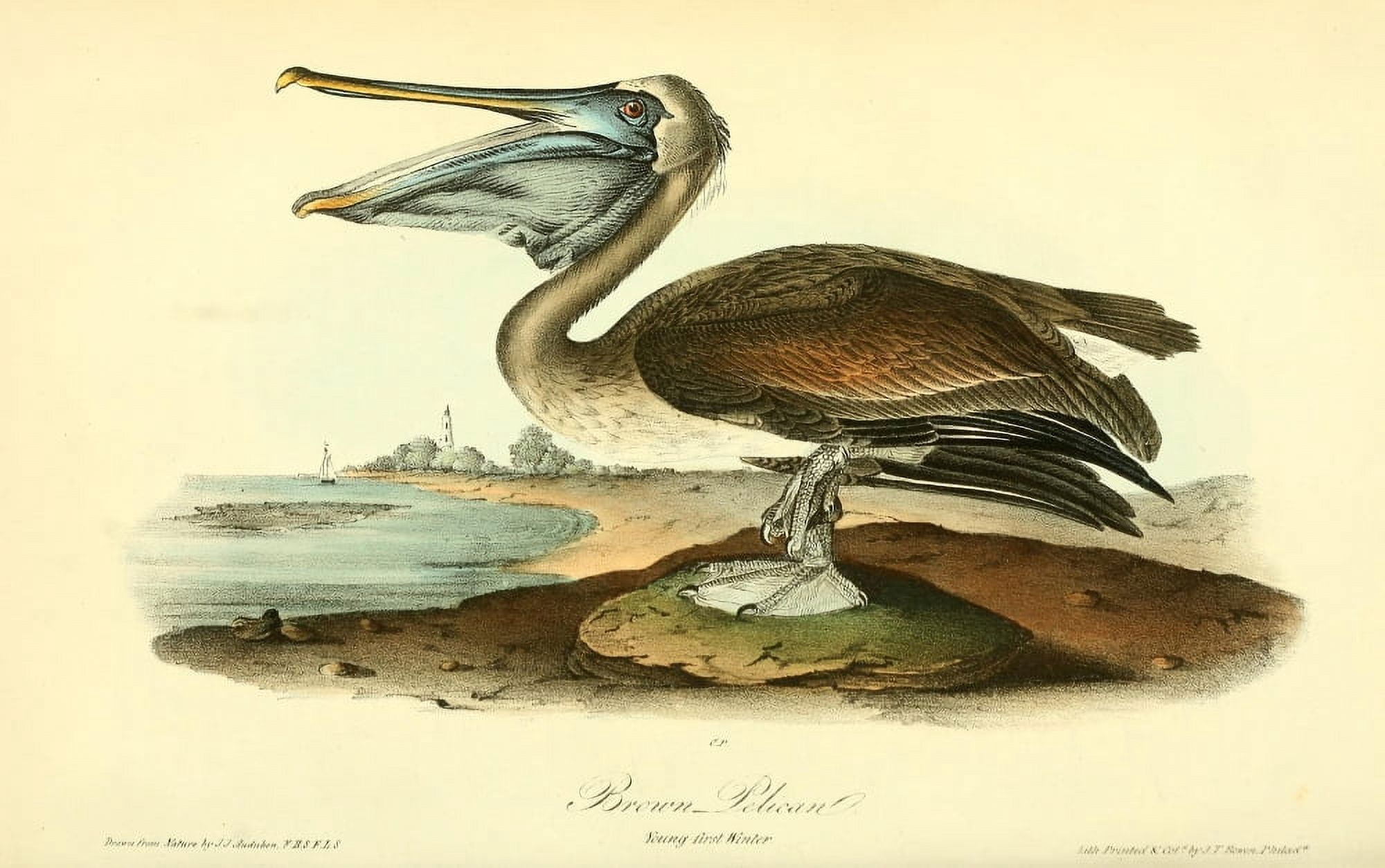 Birds of America 1844 Brown Pelican 2 Canvas Art - JJ Audubon (24 x 36)