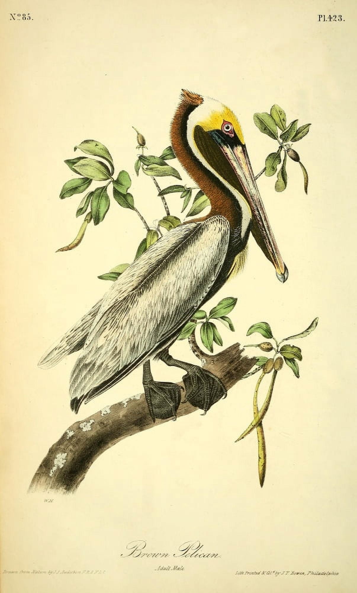 Birds of America 1844 Brown Pelican Canvas Art - JJ Audubon (18 x 24)