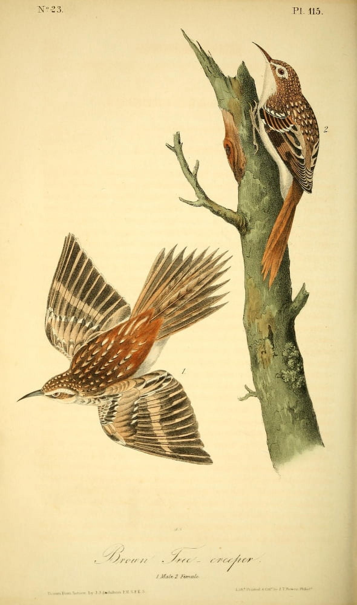 Birds of America 1844 Brown Tree-creeper Canvas Art - JJ Audubon (18 x 24)
