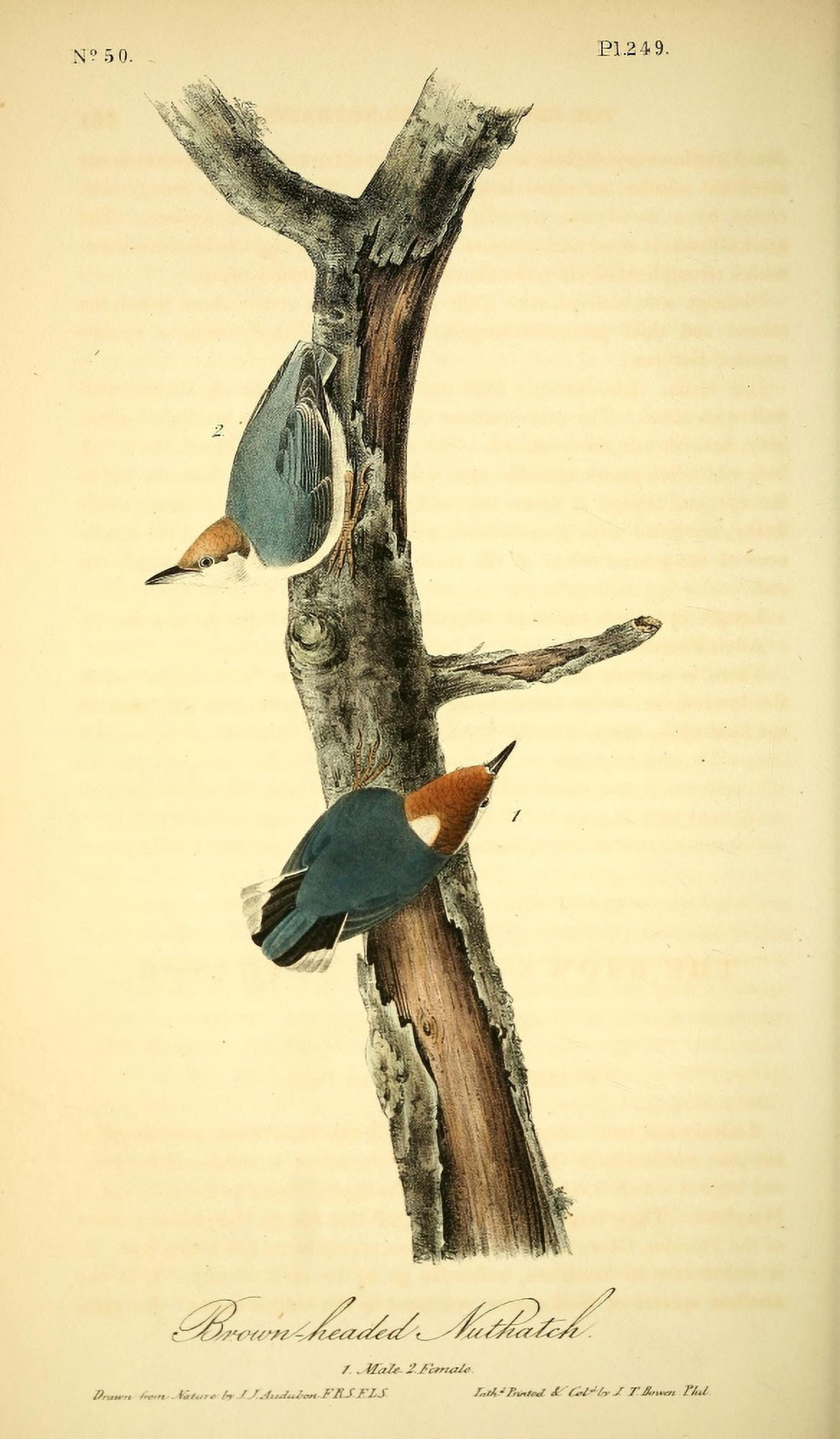 Birds of America 1844 Brown-headed Nuthatch Canvas Art - JJ Audubon (18 x 24)